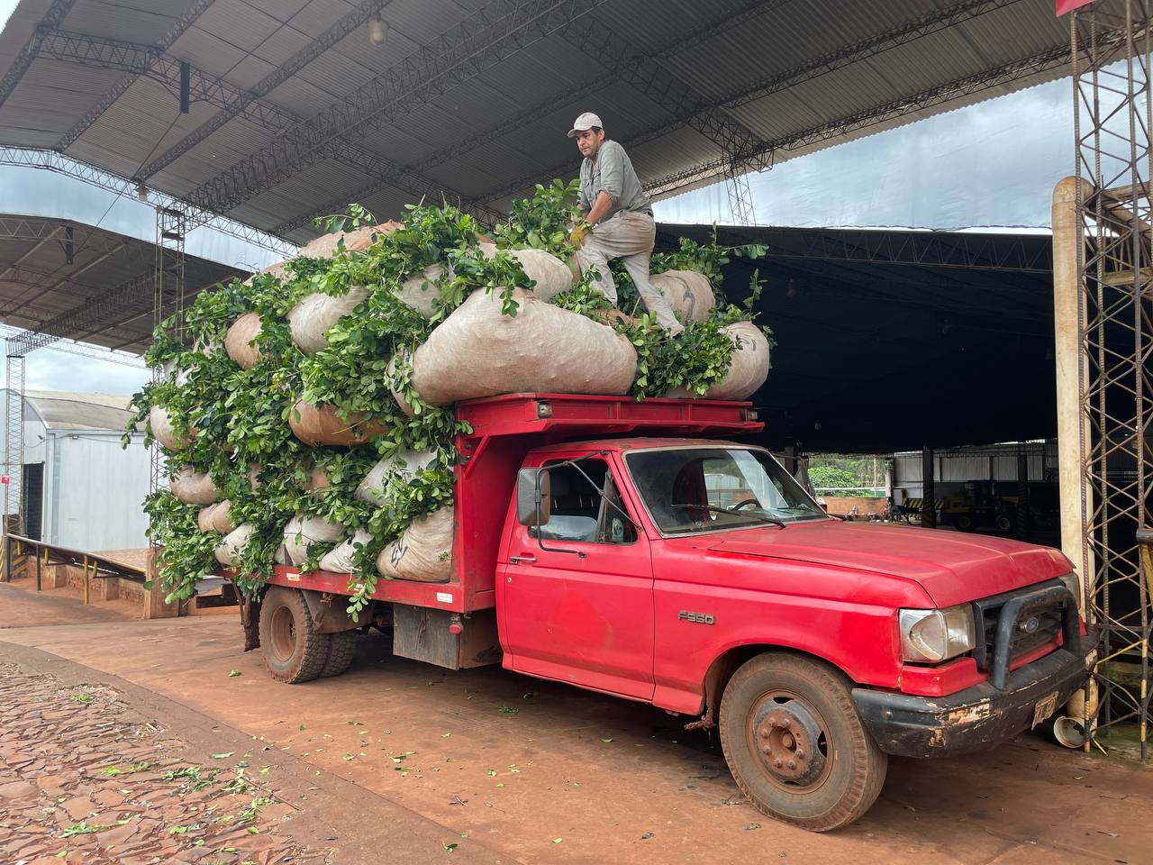 Cultivation of Yerba